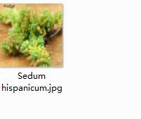 2pcs Sedum hispanicum Mini plant