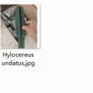 2pcs Hylocereus undatus Mini plant