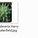 2pcs Sedeveria Harry Butterfield Mini plant