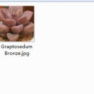 2pcs Graptosedum Bronze Mini plant