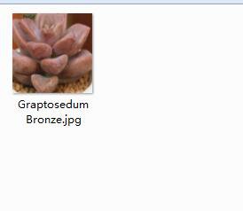 2pcs Graptosedum Bronze Mini plant