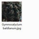 2pcs Gymnocalycium baldianum Mini plant