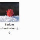 2pcs Sedum rubrotinctum Mini plant