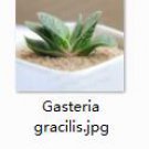 2pcs Gasteria gracilis Mini plant