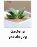 2pcs Gasteria gracilis Mini plant