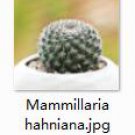 2pcs Mammillaria hahniana Mini plant