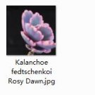 2pcs Kalanchoe fedtschenkoi Rosy Dawn Mini plant