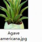2pcs Agave americana Mini plant