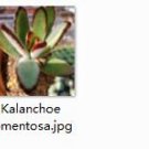 2pcs Kalanchoe tomentosa Mini plant