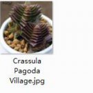 2pcs Crassula Pagoda Village Mini plant