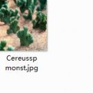 2pcs Cereussp monst Mini plant