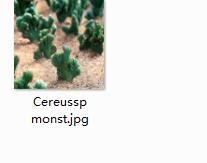 2pcs Cereussp monst Mini plant