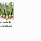 2pcs Sansevieria trifasciata  Mini plant