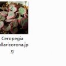 2pcs Ceropegia collaricorona Mini plant