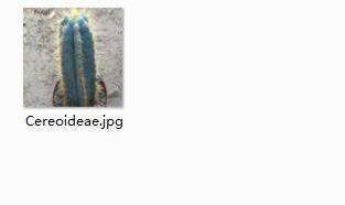 2pcs Cereoideae Mini plant