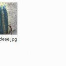 2pcs Cereoideae Mini plant