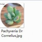 2pcs  Pachyveria Dr Cornelius Mini plant