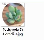 2pcs  Pachyveria Dr Cornelius Mini plant