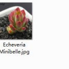 2pcs  Echeveria Minibelle Mini plant