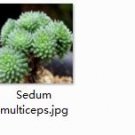 Ngryise 2pcs Sedum multiceps Mini plant