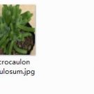 Ngryise 2pcs Dicrocaulon ramulosum Mini plant
