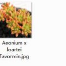Ngryise 2pcs Aeonium loartei Tavormin Mini plant