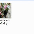 Ngryise 2pcs Portulacaria afra Mini plant