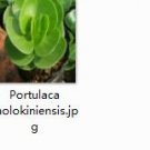 Ngryise 2pcs Portulaca molokiniensis Mini plant