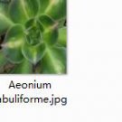 Ngryise 2pcs Aeonium tabuliforme Mini plant