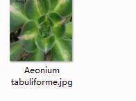Ngryise 2pcs Aeonium tabuliforme Mini plant