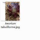 Ngryise 2pcs Aeonium tabuliforme Mini plant