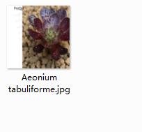 Ngryise 2pcs Aeonium tabuliforme Mini plant