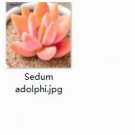 Ngryise 2pcs Sedum adolphi plant