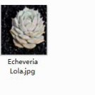 Ngryise 2pcs Echeveria Lola plant