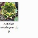 Ngryise 2pcs Aeonium holochrysum plant