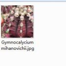 Ngryise 2pcs Gymnocalycium mihanovichii plant