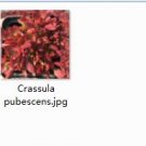 Ngryise 2pcs Crassula pubescens  plant