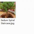 Ngryise 2pcs Sedum Spiral Staircase plant
