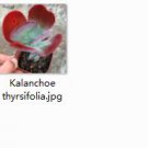 Ngryise 2pcs Kalanchoe thyrsifolia plant