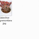 Ngryise 2pcs Kalanchoe daigremontiana plant