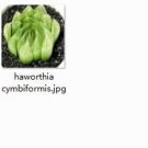 Ngryise 2pcs haworthia cymbiformis plant