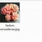 Ngryise 2pcs Sedum versadense plant