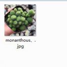 Ngryise 2pcs monanthous plant