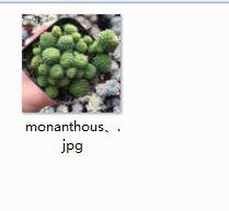 Ngryise 2pcs monanthous plant
