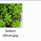 Ngryise 2pcs Sedum album plant