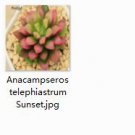 Ngryise 2pcs Anacampseros telephiastrum Sunset plant