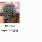 Ngryise 2pcs Othonna capensis plant