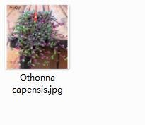 Ngryise 2pcs Othonna capensis plant