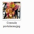 Ngryise 2pcs Crassula portulacea plant
