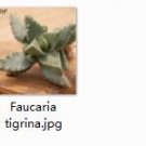 Ngryise 2pcs Faucaria tigrina plant